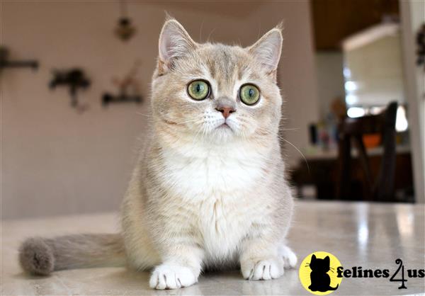 thechubbyfacedcat Picture 2